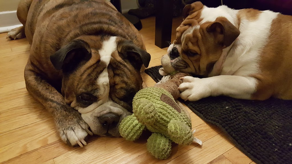 Don Valley Animal Hospital | 895 Lawrence Ave E, North York, ON M3C 3L2, Canada | Phone: (416) 441-3411