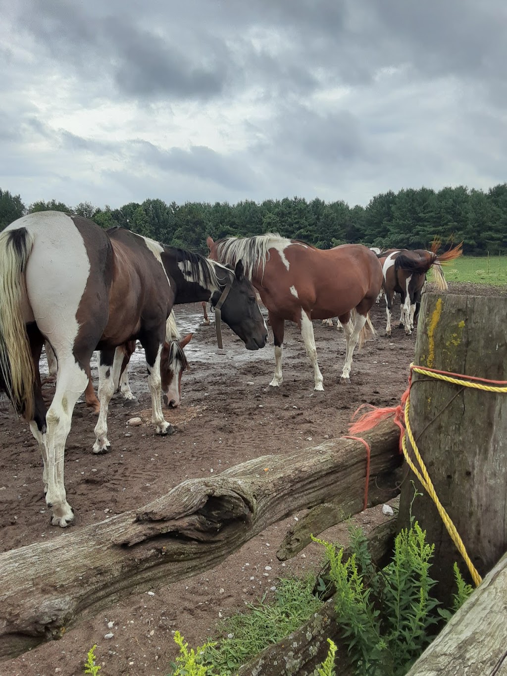 Home On the Range | 41073 Londesboro Rd, Londesborough, ON N0M 2H0, Canada | Phone: (519) 523-9478