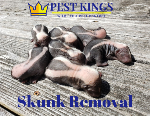 Pest Kings Wildlife & Pest Control | 30 Alphonsus Ct, Tottenham, ON L0G 1W0, Canada | Phone: (905) 406-0547