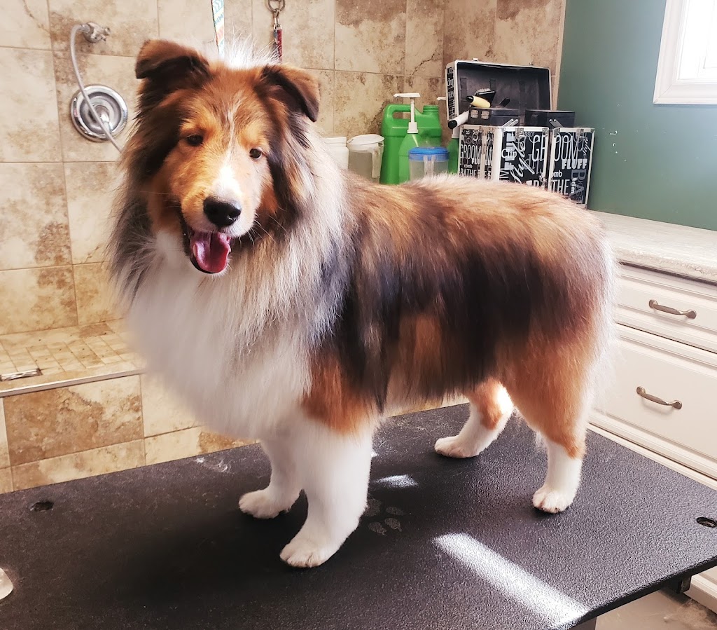 Ruffs and Tufts Pet Grooming | 11 Burtch Rd, Mount Pleasant, ON N0E 1K0, Canada | Phone: (519) 774-0917