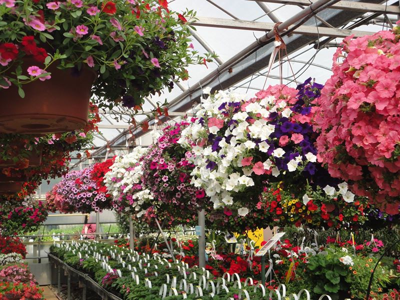 Thuss Greenhouses & Garden Centre | 9185 Townsend Line, Arkona, ON N0M 1B0, Canada | Phone: (519) 828-3338