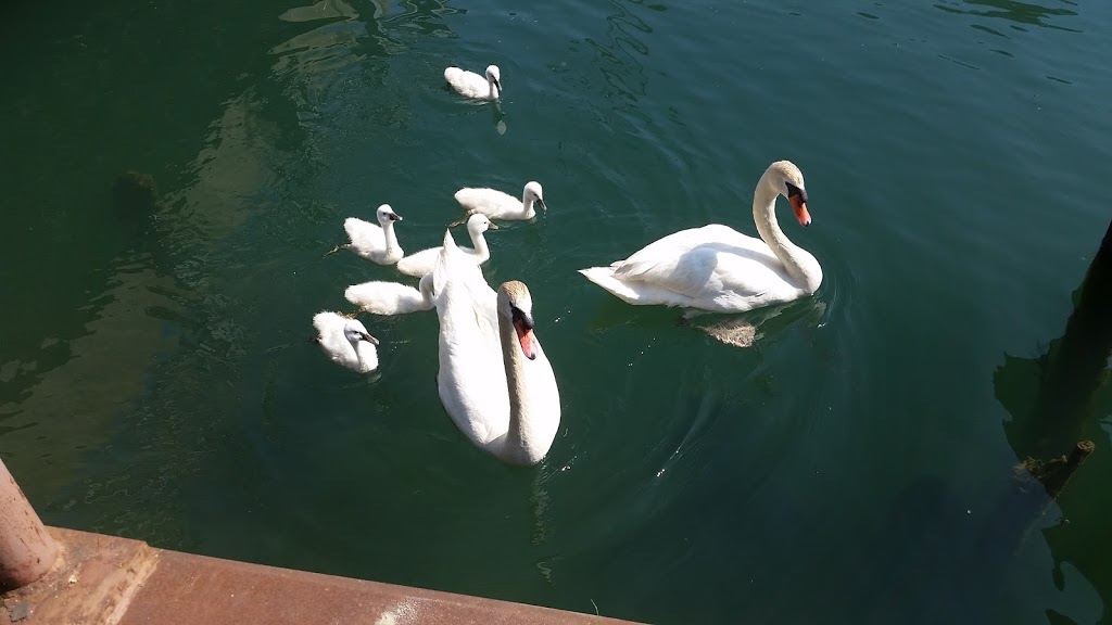 St Clair/Macomb Animal & Bird | 8128 Anchor Bay Dr, Clay Township, MI 48001, USA | Phone: (810) 794-0895