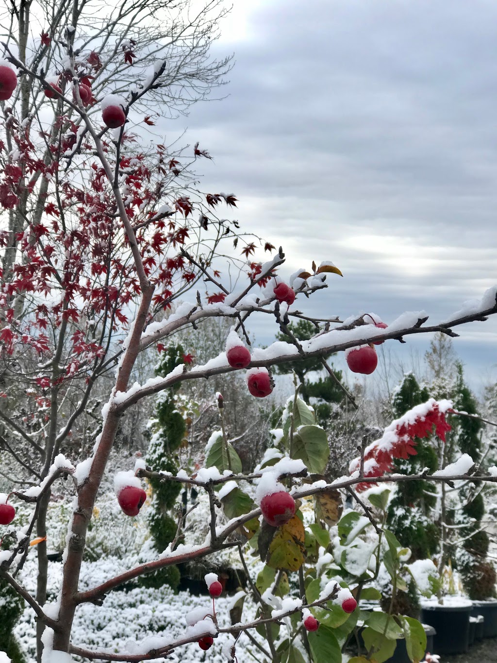 Garden In Gardens Greenhouse Ltd | 7600 No 5 Rd, Richmond, BC V6Y 2V2, Canada | Phone: (604) 233-2323
