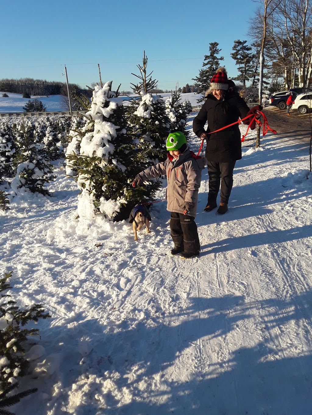 Powells Trees | 2945 Durham Regional Rd 20, Bowmanville, ON L1C 6V7, Canada | Phone: (905) 263-2762