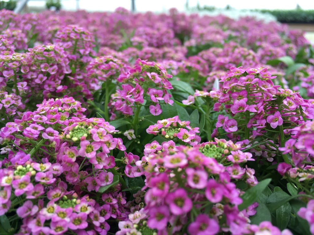 Lucan Country Gardens | 34603 Richmond St, Lucan, ON N0M 2J0, Canada | Phone: (519) 227-1716