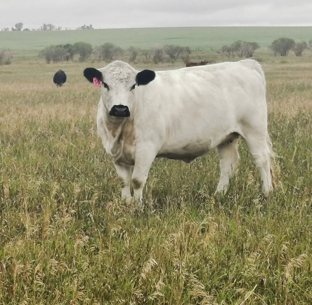 La Conquista Ranches | 8th St E, Foothills County, AB T1V 1M4, Canada | Phone: (403) 918-3797