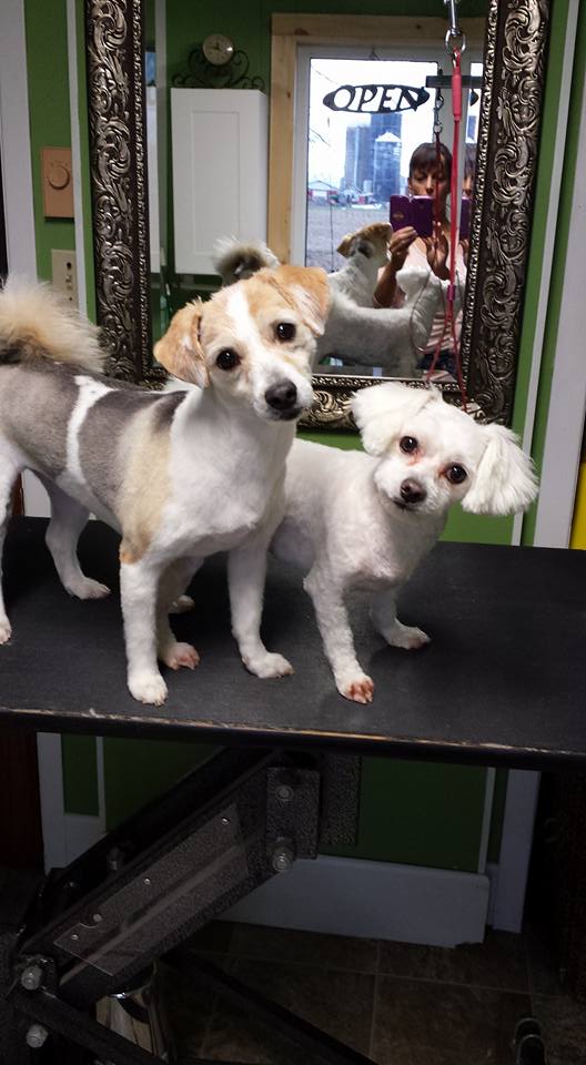 PetSmart | 544 Bayfield St, Barrie, ON L4M 5A2, Canada | Phone: (705) 739-1270
