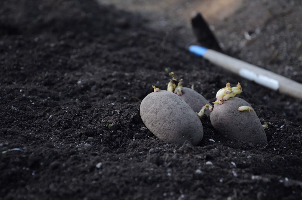 EarthApples Seed Potatoes | 4 Legend Trail, Stony Plain, AB T7Z 0B1, Canada | Phone: (780) 963-6708