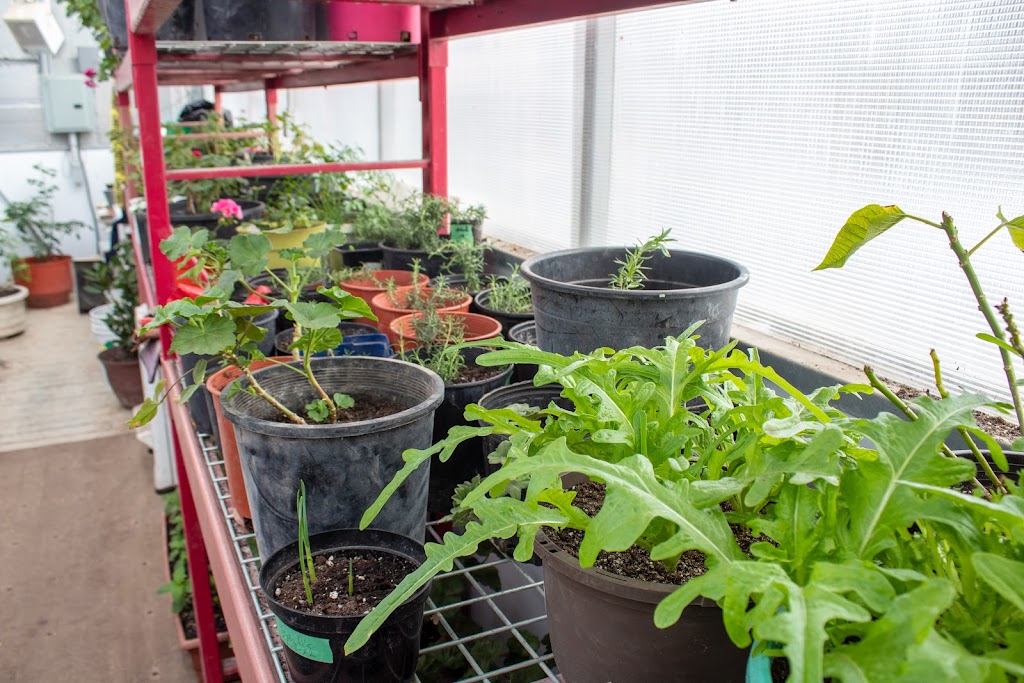 Greenhouse Plants | 304-3000 McGillivray Blvd, Oak Bluff, MB R3G 0B4, Canada | Phone: (204) 981-8186