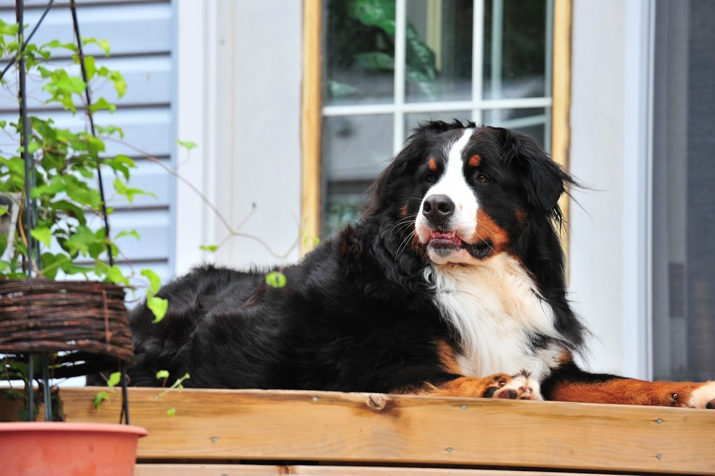 Dickinson & Baird Veterinary Hospital | 141 William Bell Dr, Hampton, NB E5N 6B4, Canada | Phone: (506) 832-3192
