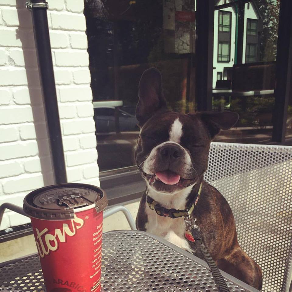 Silverdale Doggy Vacation Lodge | 9221 Woodward St, Mission, BC V4S 1H9, Canada | Phone: (604) 820-3230