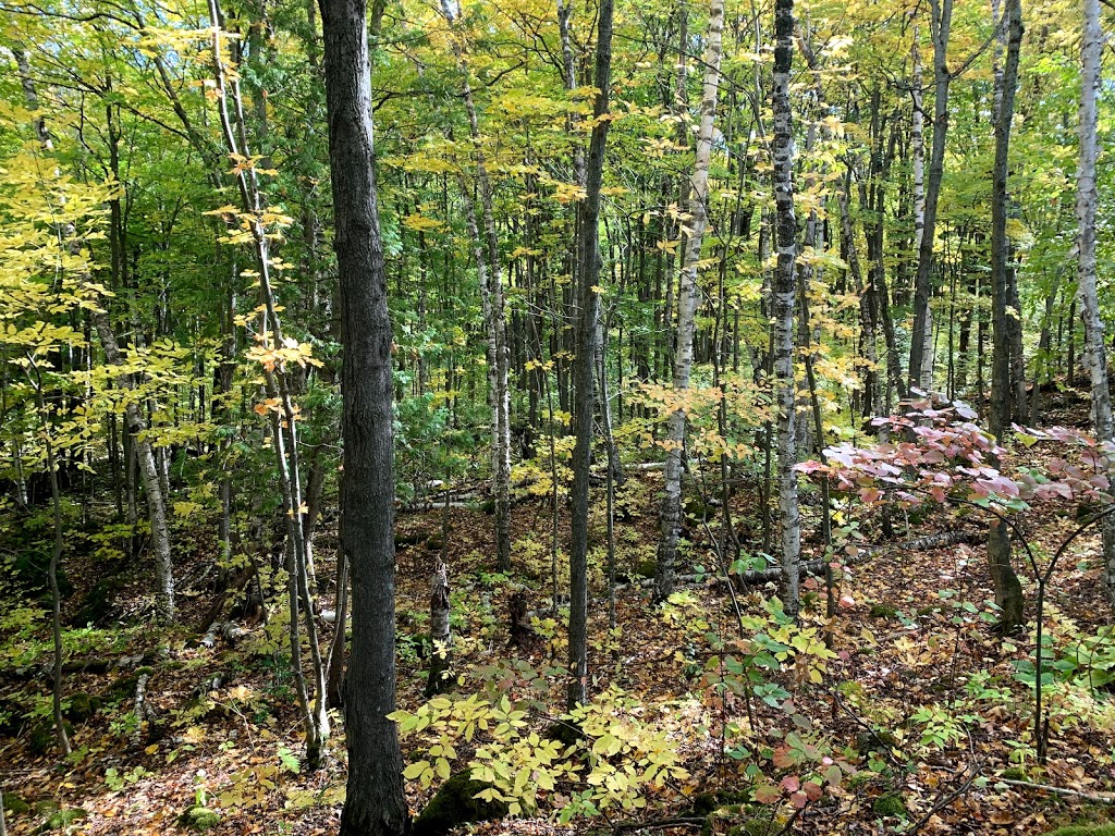 Old Baldy Conservation Area | 120 Old Baldy Access Rd, Kimberley, ON N4K 5N6, Canada | Phone: (519) 376-3076