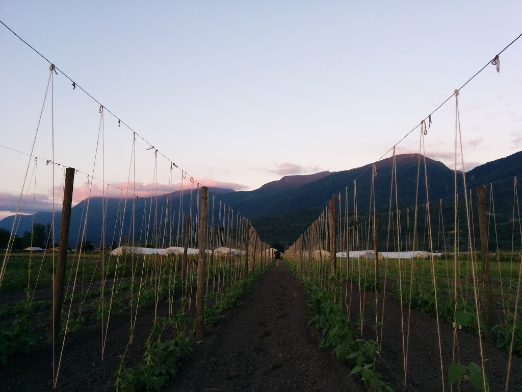 Forstbauer Family Natural Food Farm | 49350 Prairie Central Rd, Chilliwack, BC V2P 6H3, Canada | Phone: (604) 794-3999