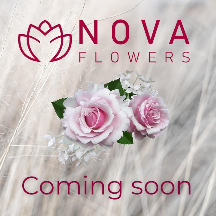 NOVA FLOWERS INC | 1212 34 Ave SE, Calgary, AB T2G 1V7, Canada | Phone: (403) 478-9112