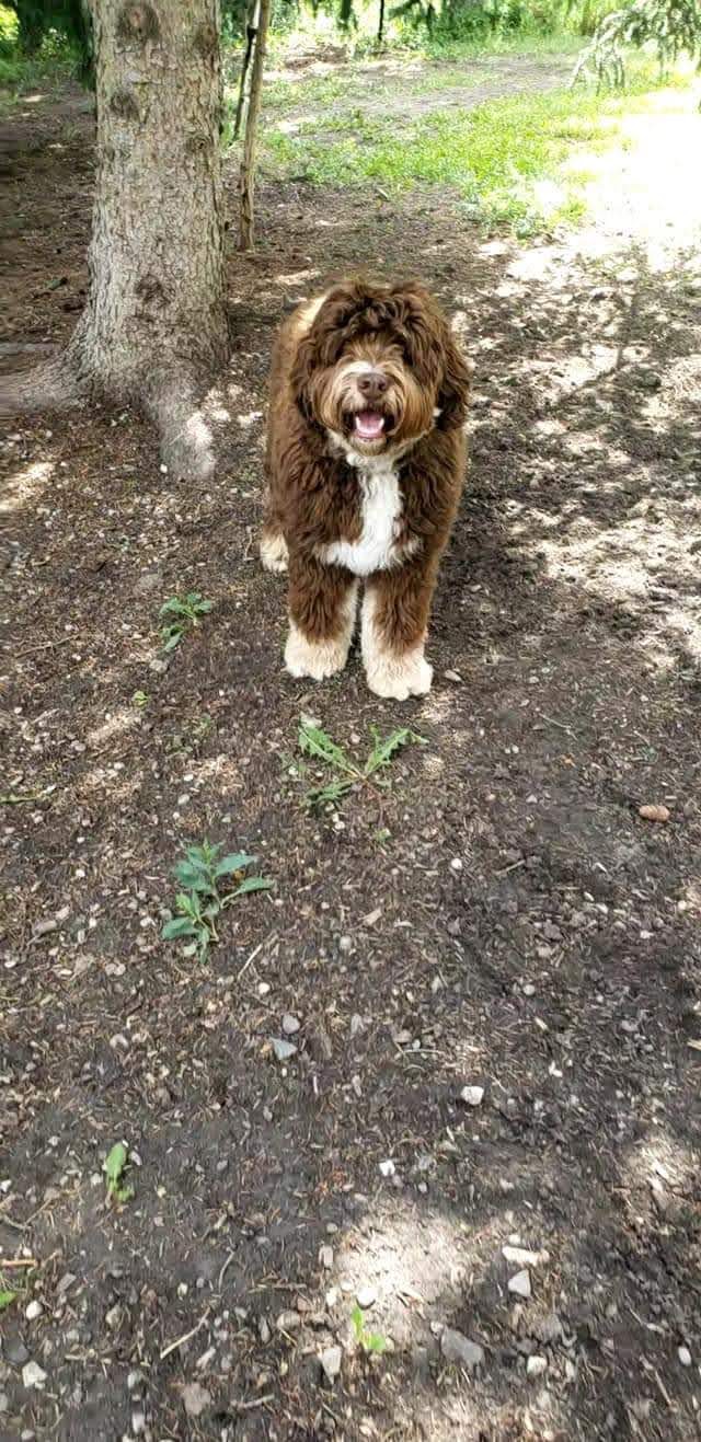 Springfield Kennels | 255150 Towers Trail, Cochrane, AB T4C 2A2, Canada | Phone: (403) 932-0037