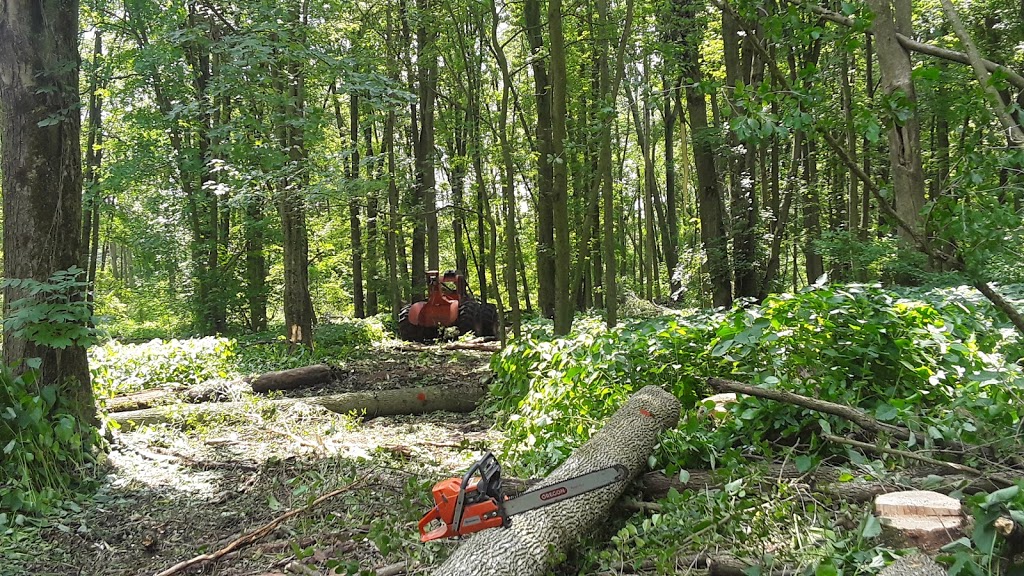 Ebersol Forestry {Firewood-Processing-Logging} | 4805 Line 76, Newton, ON N0K 1R0, Canada | Phone: (226) 751-5388