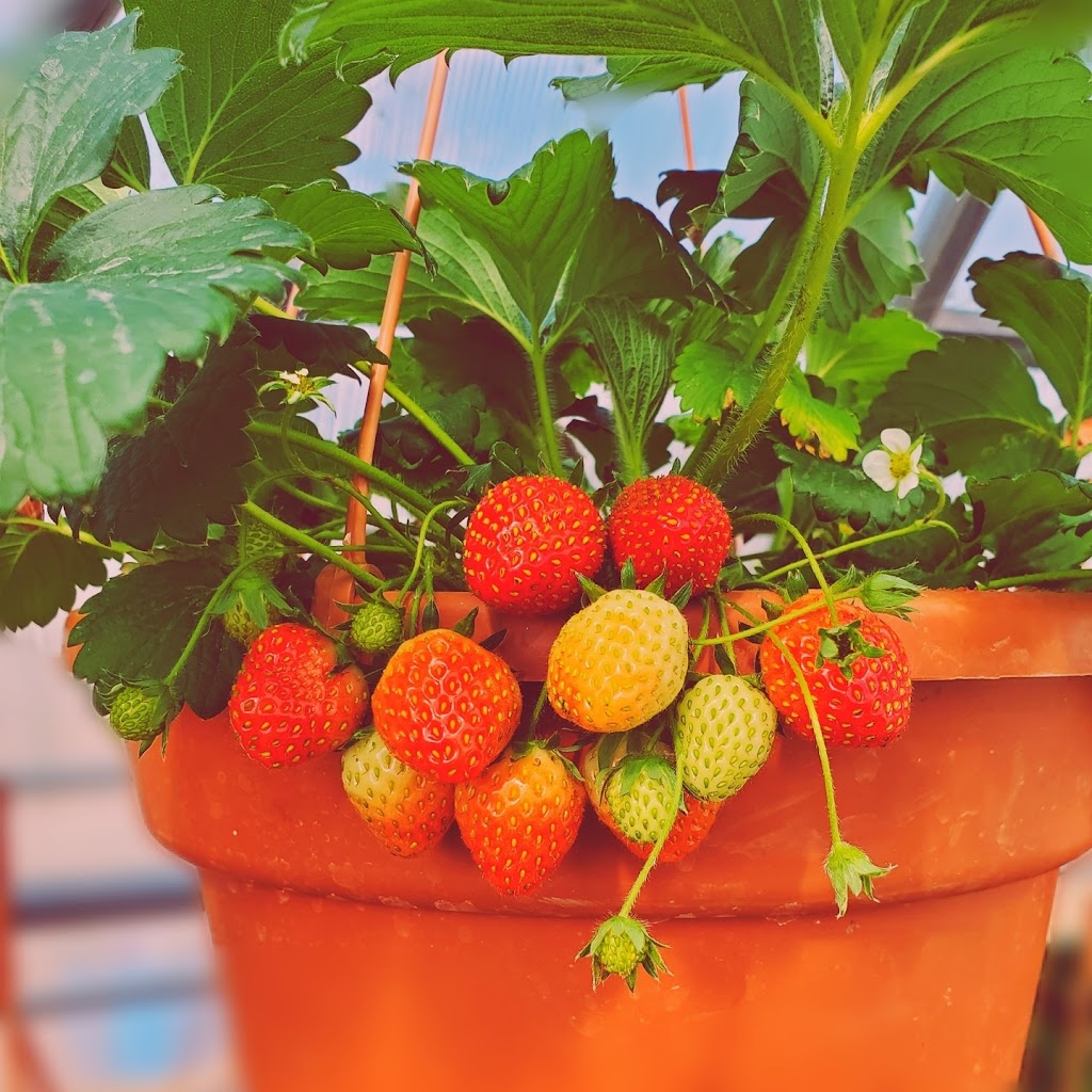 mosaic farms | 29315 RR 275, AB T0M 0S0, Canada | Phone: (403) 608-0759