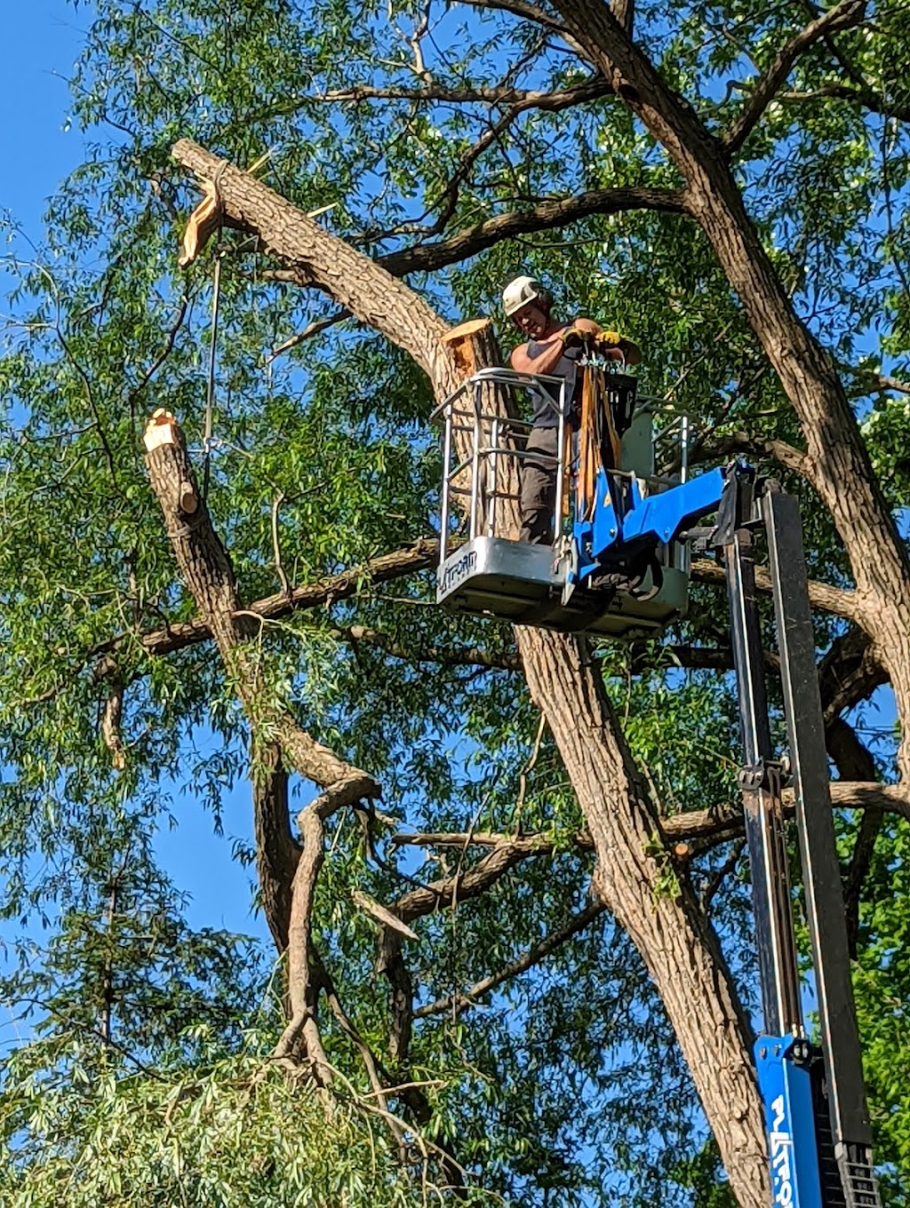 TAS Tree Removal & Pruning | 2343 Pl. des Musiciens, Saint-Lazare, QC J7T 3C6, Canada | Phone: (514) 701-2684