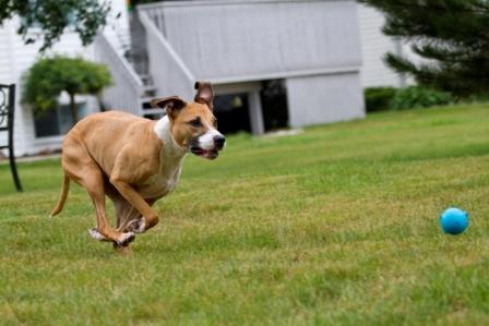 Walkin the Dog | Whitby, ON L1N 6M9, Canada | Phone: (416) 930-4323