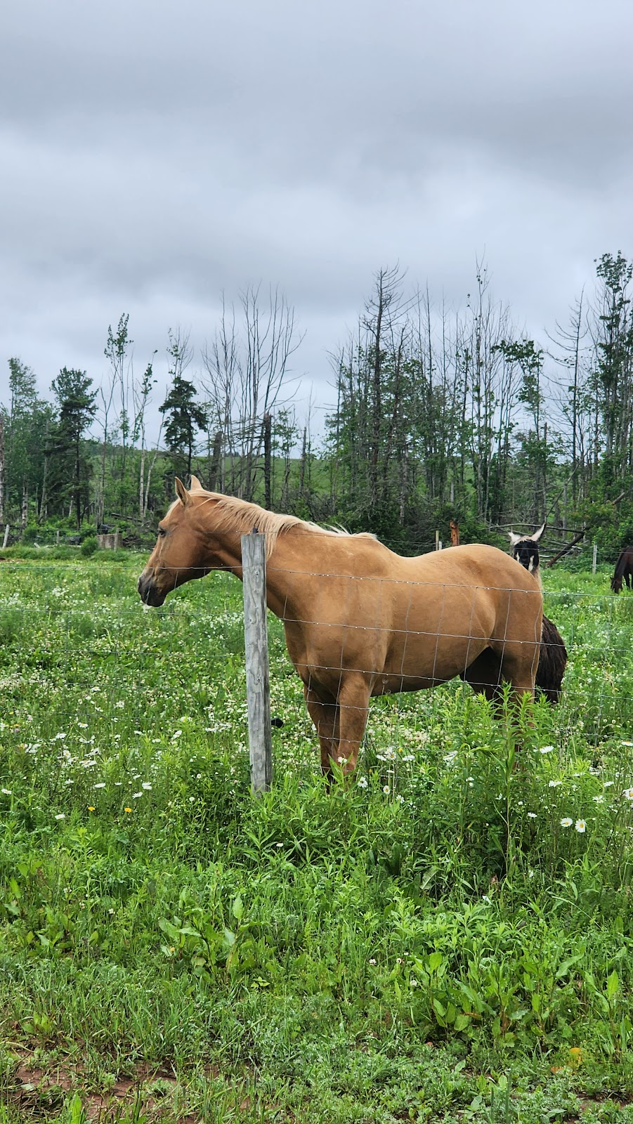 Moonlight Animal Sanctuary (Horse) | 69 Mitchell Rd, Cardigan, PE C0A 1G0, Canada | Phone: (902) 969-0397