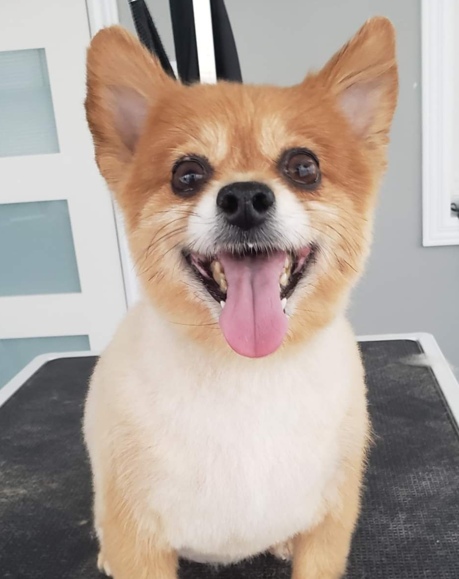 TARAS PET GROOMING | 171 Donald St, Napanee, ON K7R 2V3, Canada | Phone: (613) 328-9270