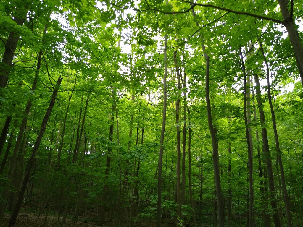 DNA Landscaping Inc | 7532 30 Sideroad Adjala, Alliston, ON L9R 1V1, Canada | Phone: (905) 724-0346