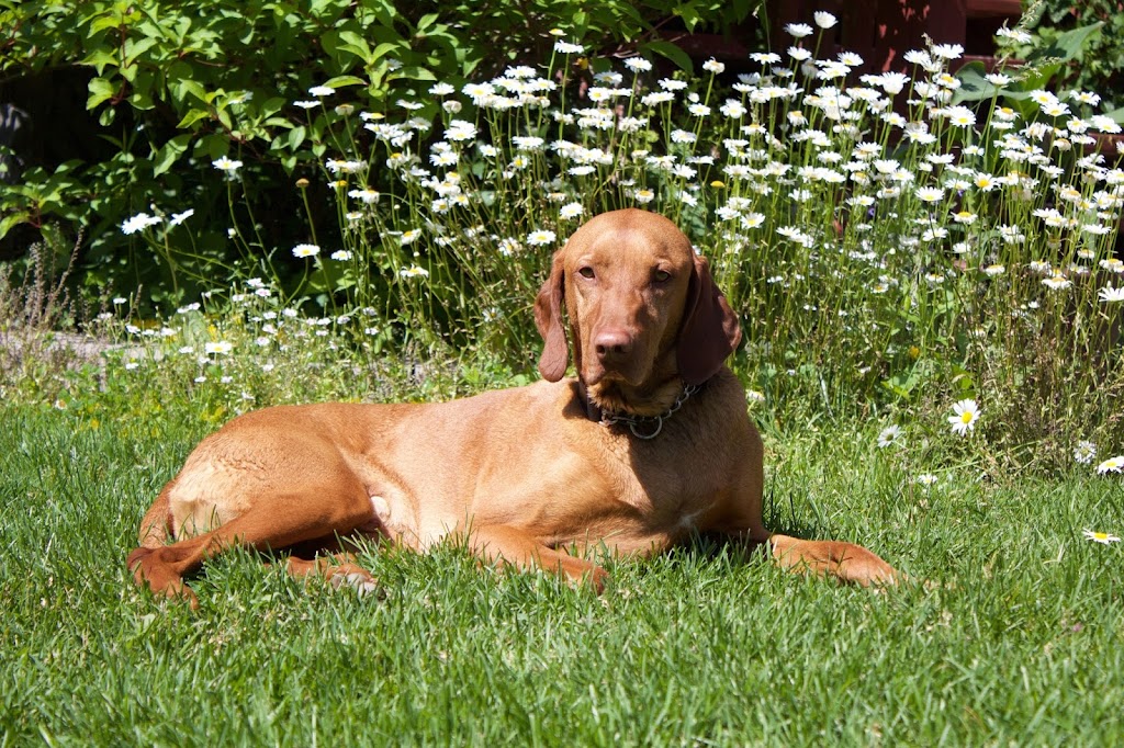 Stouffville Veterinary Clinic | 6601 Main St Unit 9, Whitchurch-Stouffville, ON L4A 6A9, Canada | Phone: (905) 640-1641