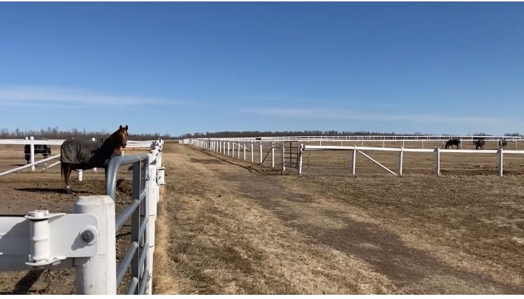 Amethyst Equine Connections | 51341 Range Rd 210, Sherwood Park, AB T8G 1G1, Canada | Phone: (780) 686-3423