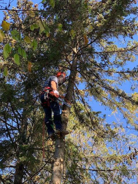 Ridgetop Tree Service | 385741 New Durham Rd, Burgessville, ON N0J 1C0, Canada | Phone: (519) 532-3613