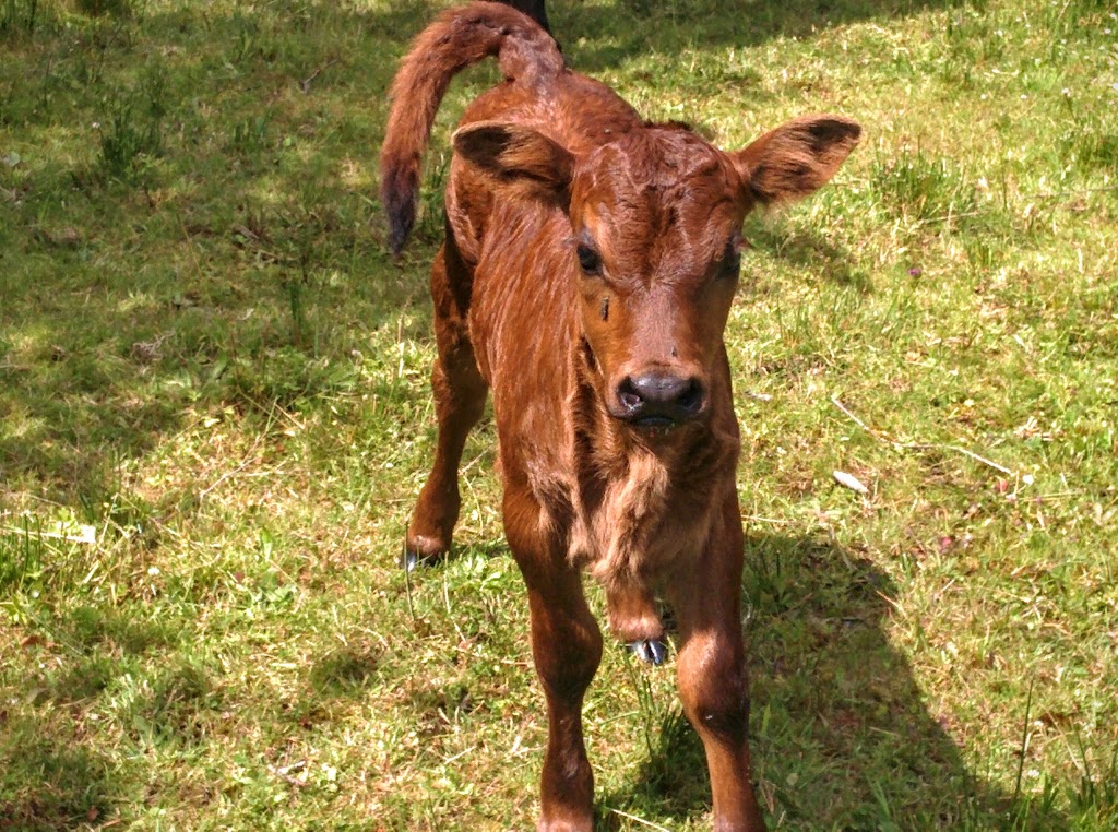 Family Farm B&B | 2590 Oxford Rd, Powell River, BC V8A 0P3, Canada | Phone: (604) 487-0544