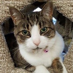Global Pet Foods | 989 Fennell Ave E, Hamilton, ON L8T 1R1, Canada | Phone: (905) 575-9422