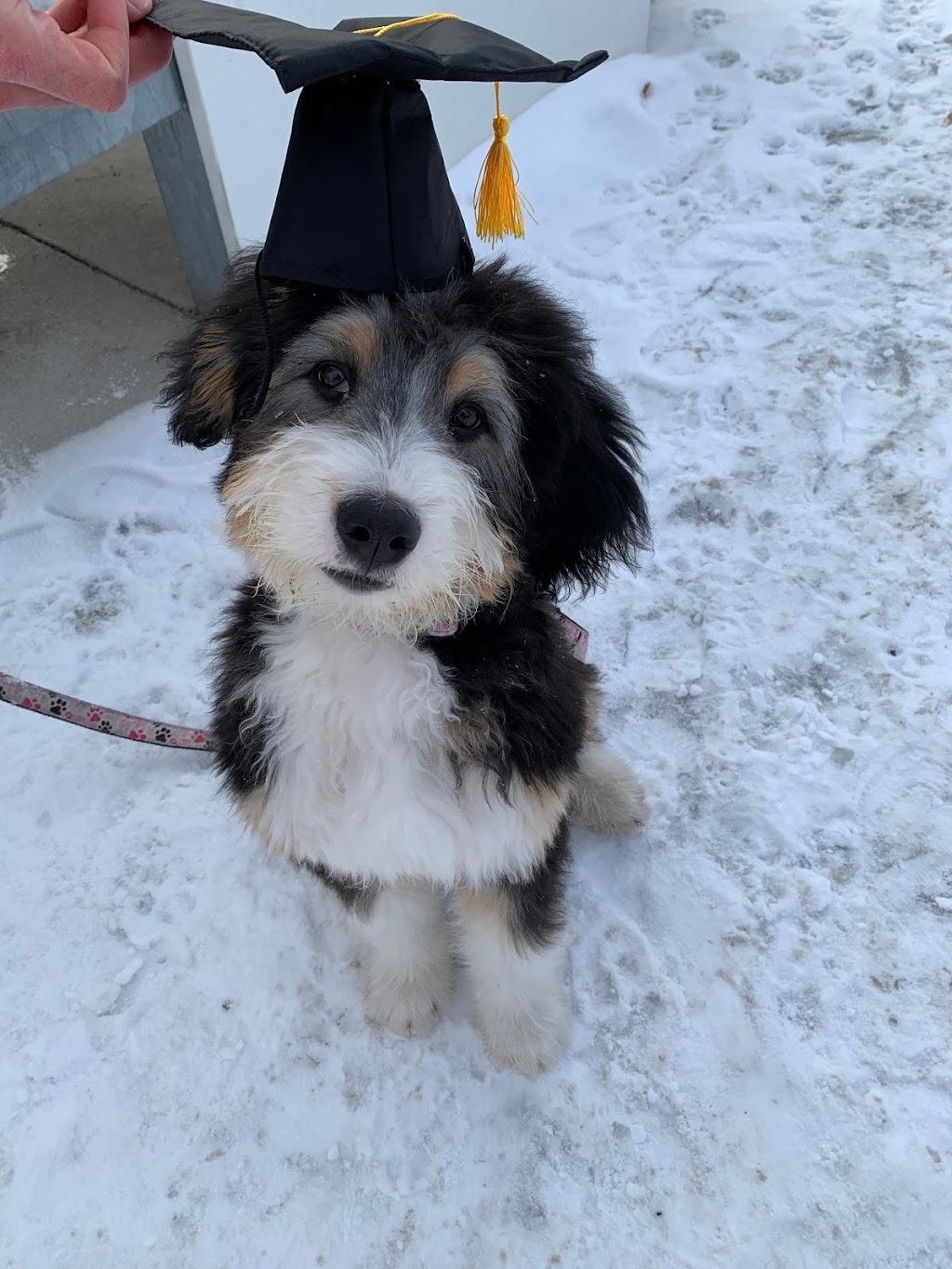 Pawsitive Solutions Dog Training | 5600 Centre St N, Calgary, AB T2K 0T3, Canada | Phone: (403) 467-9076