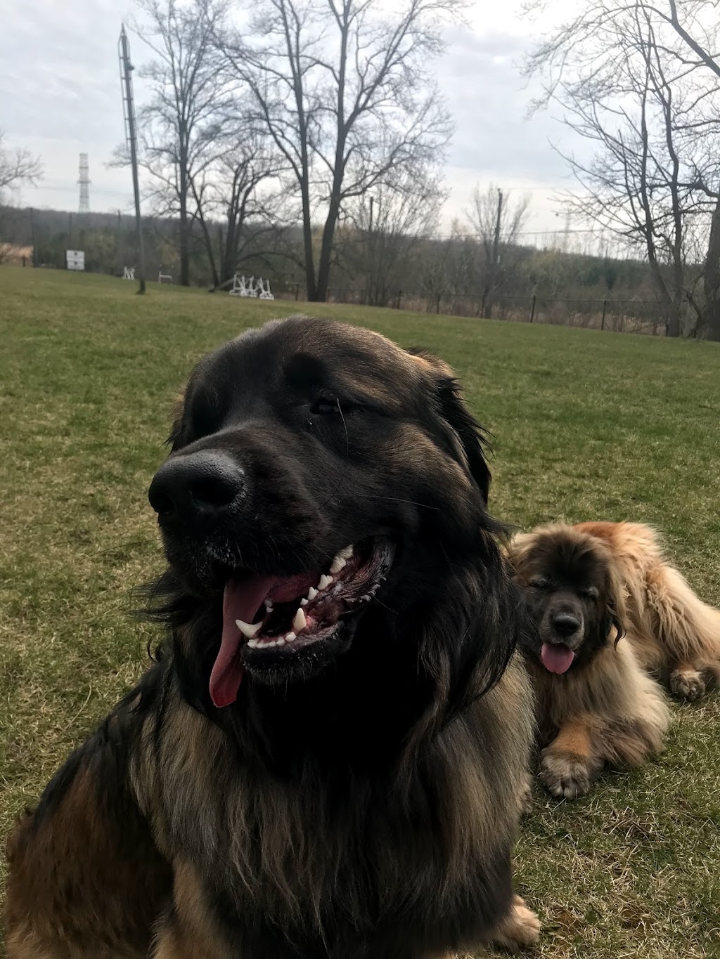 Rosewood Pet Resort | 15 Reesor Rd, Scarborough, ON M1X 1R5, Canada | Phone: (416) 265-6631