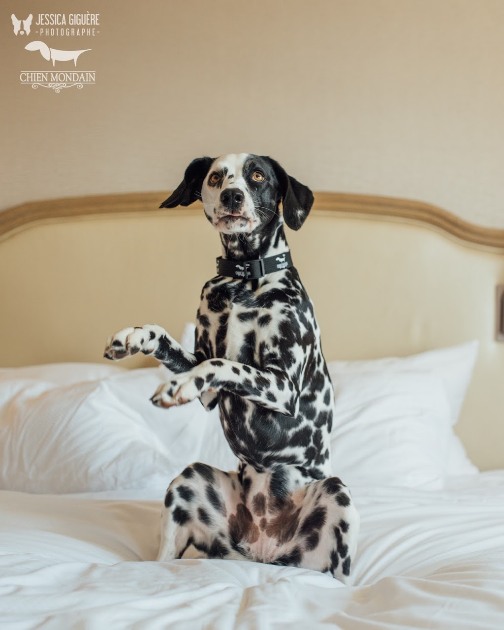 Chien Mondain - Mode Canine | 2305 Chemin Rockland, Mont-Royal, QC H3P 3E9, Canada | Phone: (514) 437-9663
