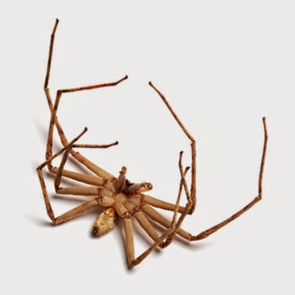 Leos Pest Control | 892 Minor Rd, Riley, MI 48041, USA | Phone: (810) 523-9295