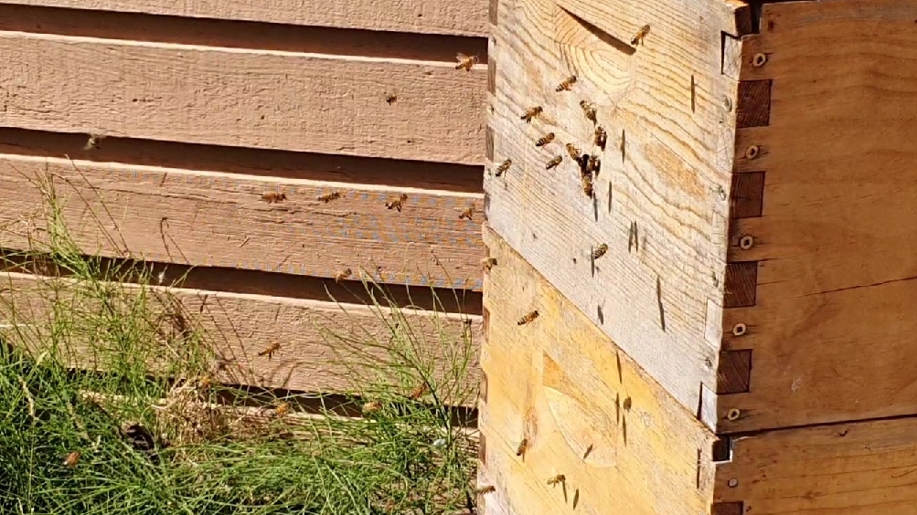 Apiary - S&P Honeybees ltd. | 2106 W 36th Ave, Vancouver, BC V6M 1L2, Canada | Phone: (778) 302-8178