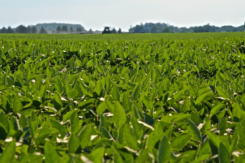 Dietrich Commodities Inc. | 33956 Roman Line, Lucan, ON N0M 2J0, Canada | Phone: (519) 318-3947