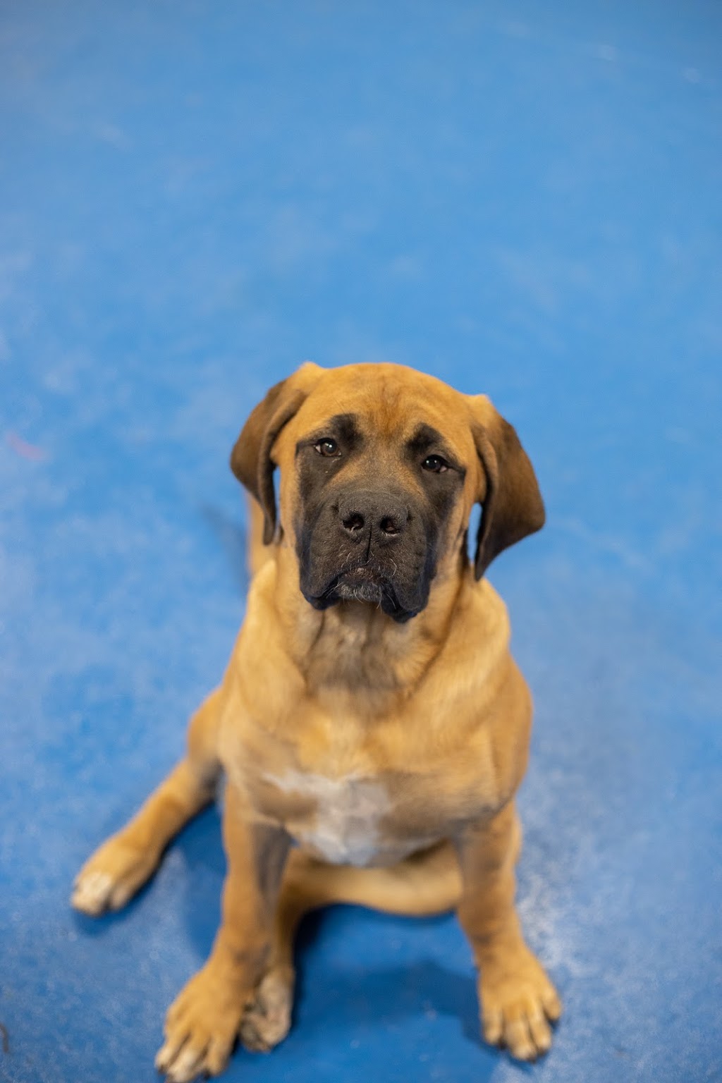 Centre Canin Pattes Roulantes inc. | 3666 Bd de la Cité-des-Jeunes, Vaudreuil-Dorion, QC J7V 8P2, Canada | Phone: (438) 497-5225