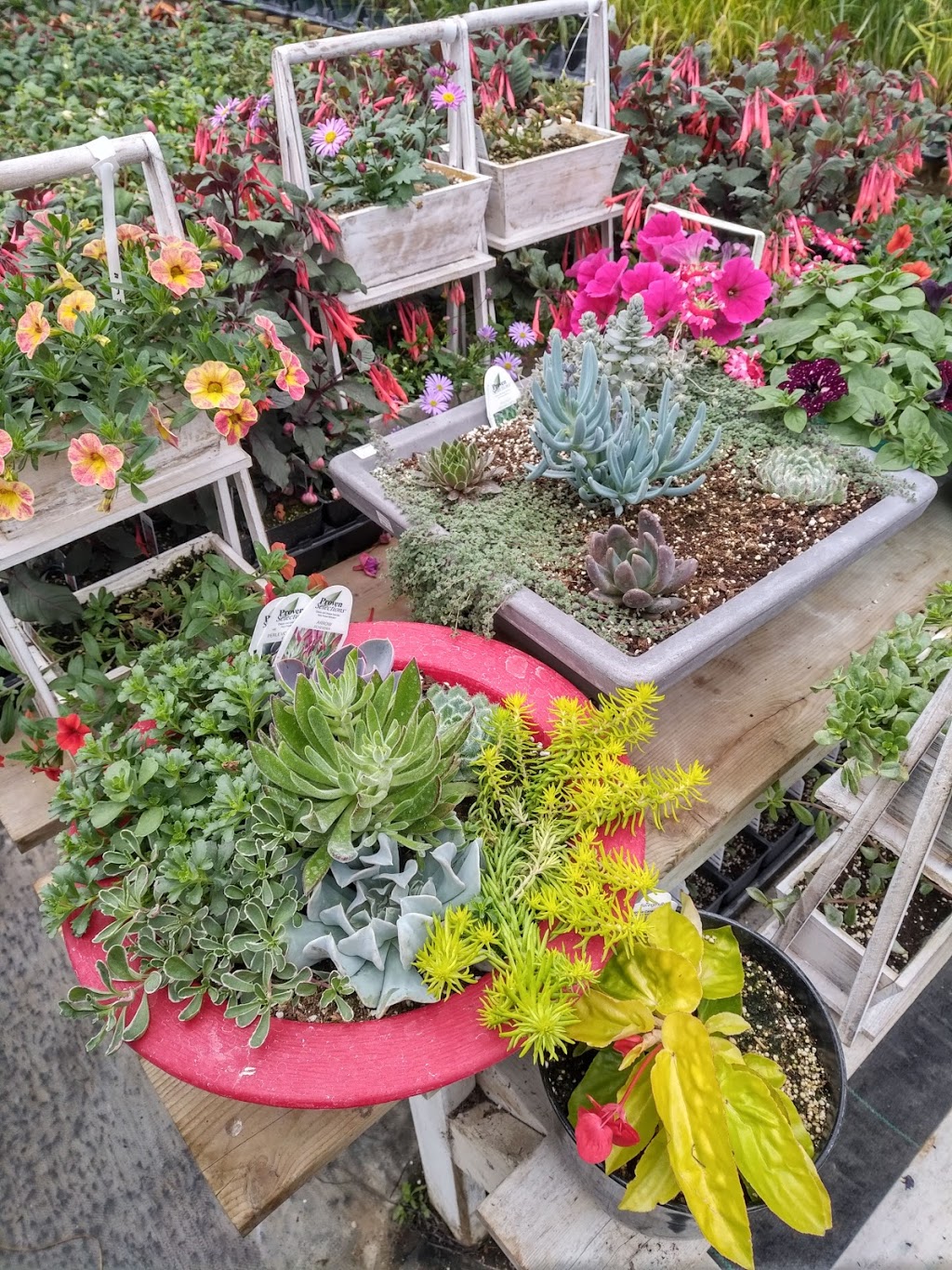 Interlake Garden Center | 287 Quarter Mile Road, 10353 #9 Highway, Winnipeg Beach, MB R0C 3G0, Canada | Phone: (204) 389-3200
