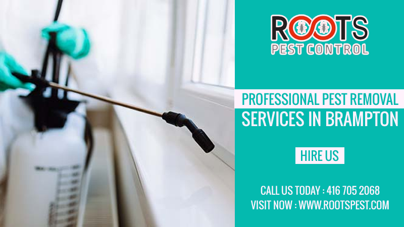 Roots Pest Control | postal code, 475 Bramalea Rd Unit #183, Brampton, ON L6T 2X3, Canada | Phone: (416) 705-2068