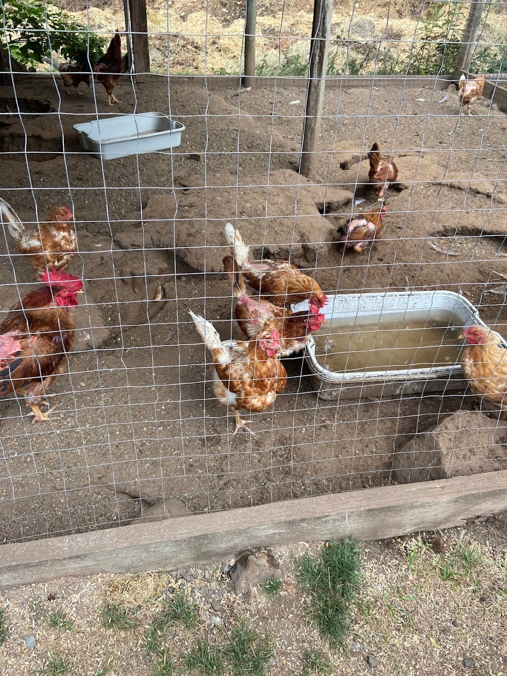 Hamilton Hobby Farm | 2679 Alberni Hwy, Qualicum Beach, BC V9K 1X1, Canada | Phone: (250) 927-1655