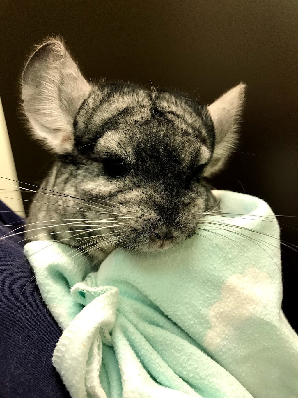 Calgary Avian & Exotic Pet Clinic | 2308 24 St SW #1, Calgary, AB T2T 5H8, Canada | Phone: (403) 240-3577