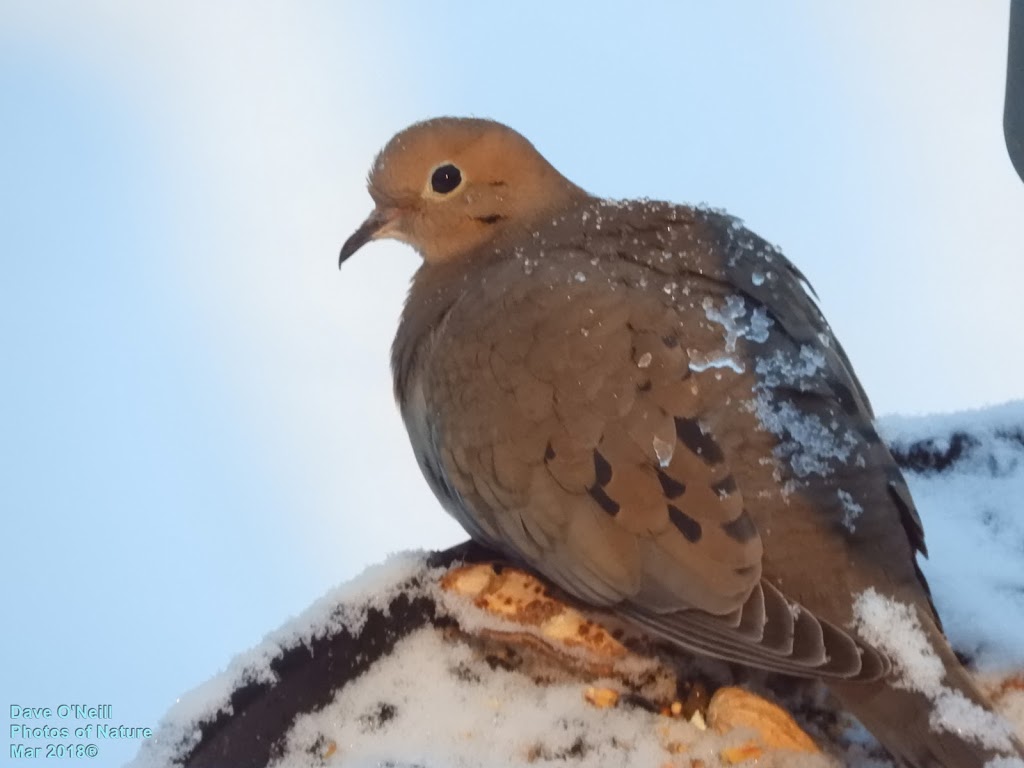 Brome Bird Care | 331 Chemin Knowlton, Knowlton, QC J0E 1V0, Canada | Phone: (800) 856-5685
