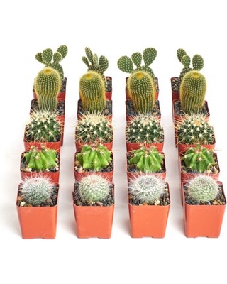 Geoponics Inc. | Indoor Plants Shop | 7125 Pacific Cir, Mississauga, ON L5T 2A5, Canada | Phone: (905) 795-2456