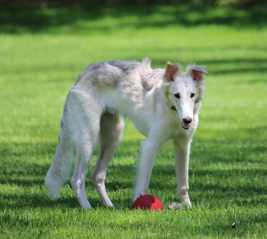 House of Hounds Retreat | 7249 Aylesford Rd, Aylesford, NS B0P 1C0, Canada | Phone: (519) 636-4555