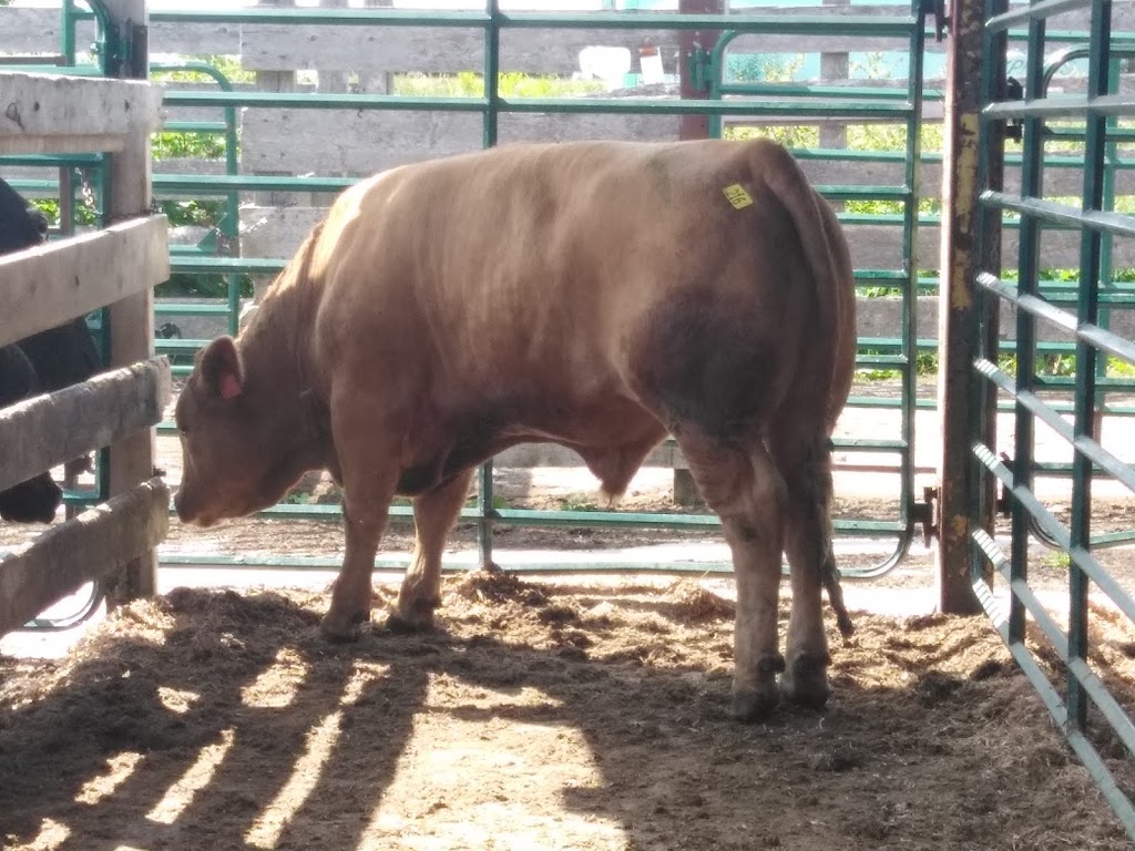 Kawartha Lakes Community Sales Barn Inc | 580 Woodville Rd, Woodville, ON K0M 2T0, Canada | Phone: (705) 439-4444