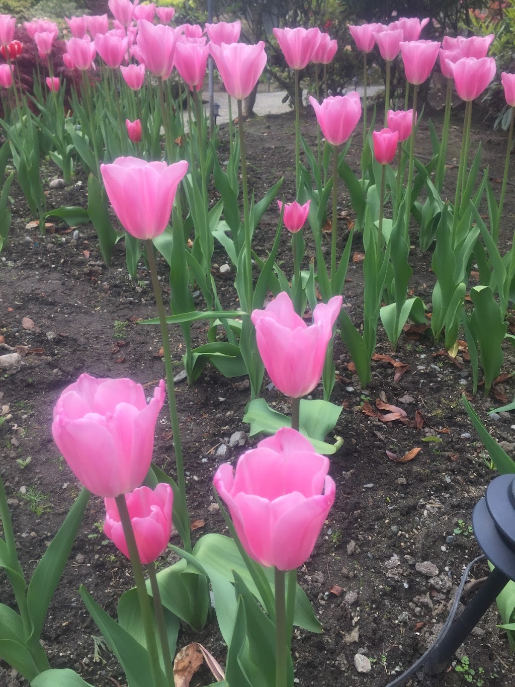 Fuji Gardening Service | 1066 E 55th Ave, Vancouver, BC V5X 1N9, Canada | Phone: (604) 327-5928