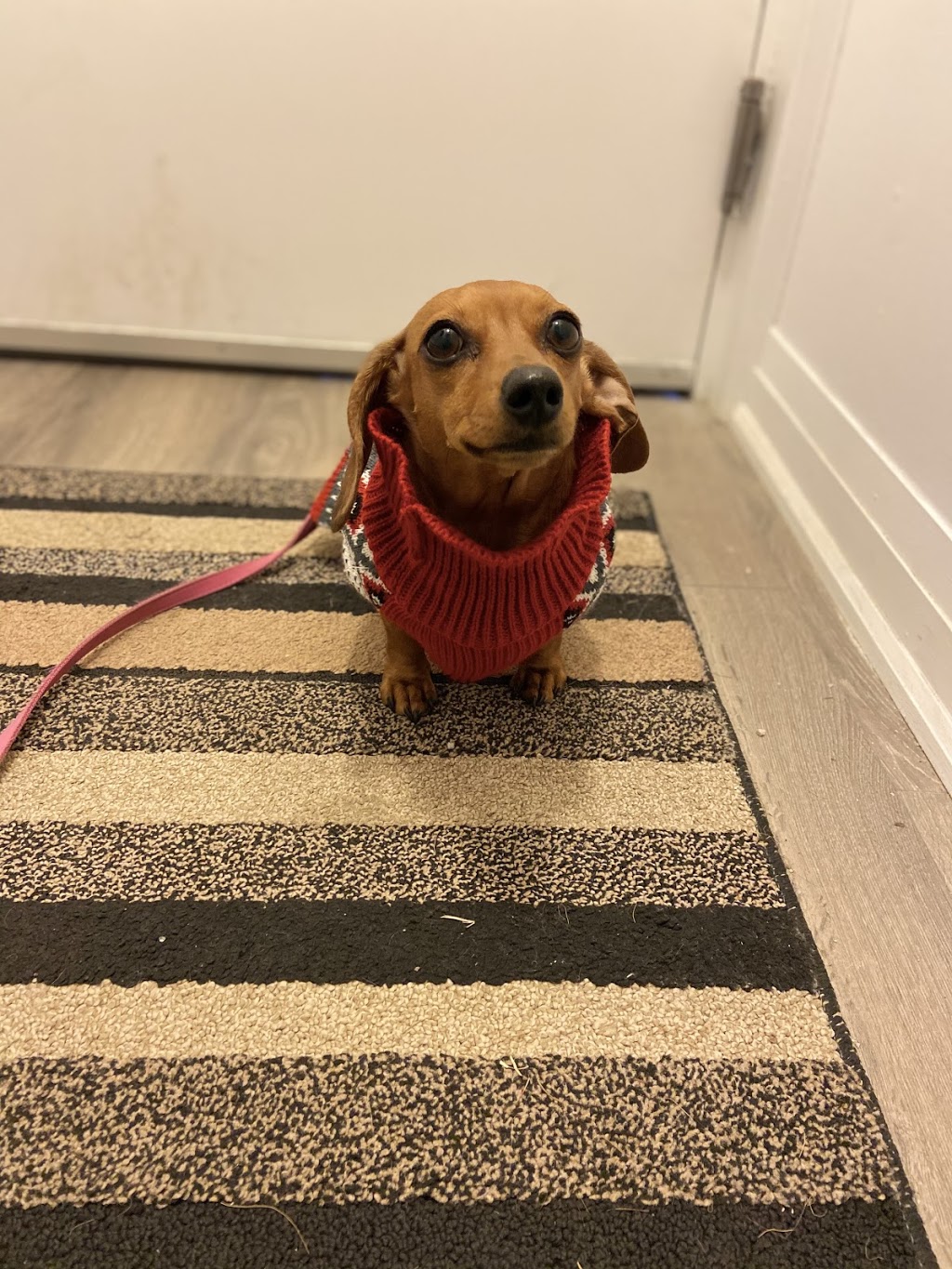 PawPal Adventures Pet Services | 30 Brixham Terrace, Toronto, ON M3M 2S1, Canada | Phone: (647) 444-3657