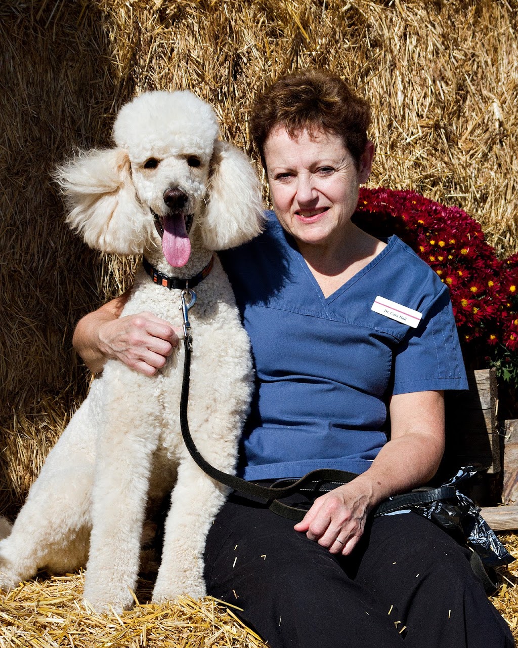 Mississippi Veterinary Services | 2809 County Rd No 29, Pakenham, ON K0A 2X0, Canada | Phone: (613) 624-5554