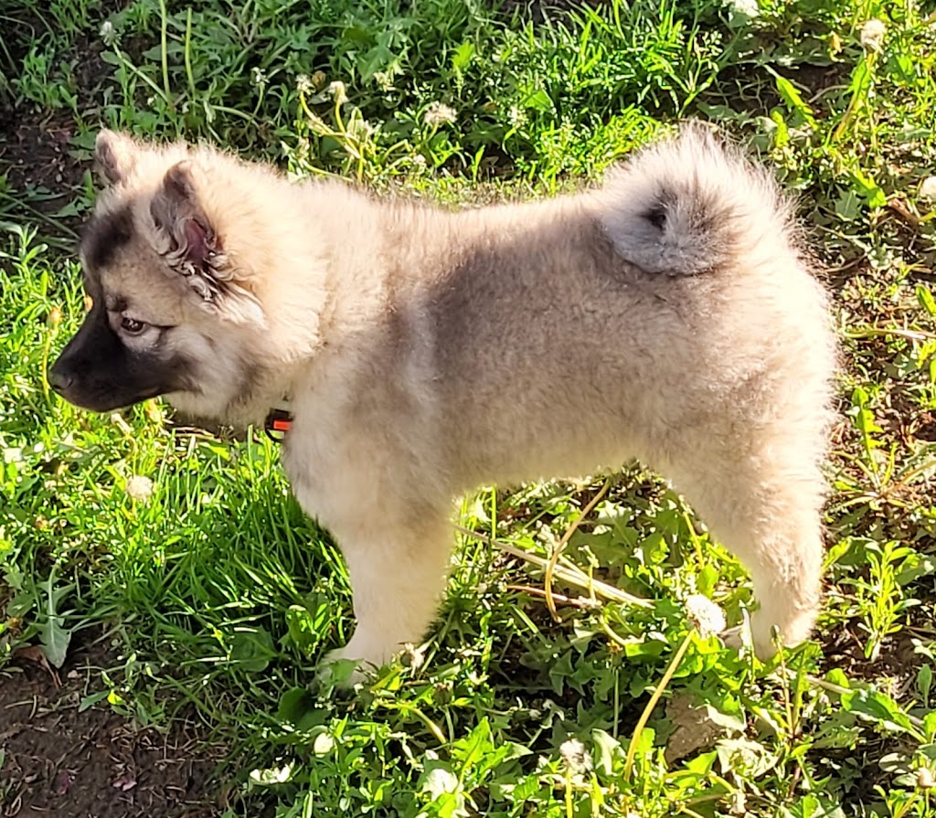 Sweet Home Keeshond | 591 6e rang, Saint-Rosaire, QC G0Z 1K0, Canada | Phone: (819) 350-9082